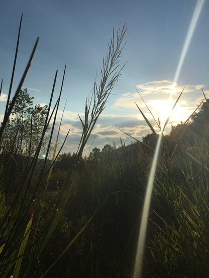 Gräser im Abendlicht