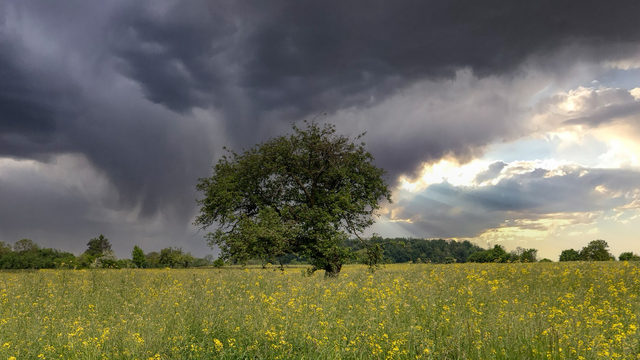 Tree standing in a yellow flower field, cloudy sky
