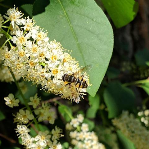 A photo of a large hoverfly on a chokecherry flower. The fly is black and yellow.