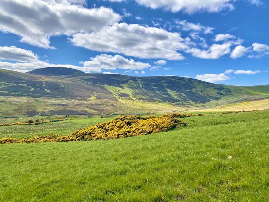 Sparkling patch of blooming gorse at the foothill of a curvy hill, blue sky, fluffy clouds