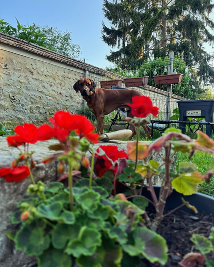 Every flower blooms brighter with Grizzle nearby.