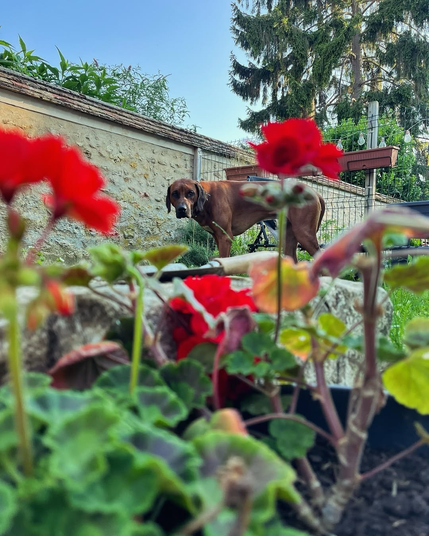 Every flower blooms brighter with Grizzle nearby.