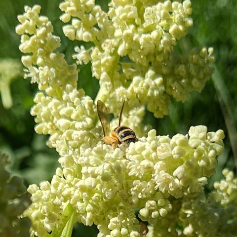 A small bee on rhubarb flowers. It is black and yellow, a bit furry, and has pollen stuck to various parts of itself. The legs are light colored or yellow/tan.  The wings are dark and translucent. It is facing away from the camera on top of the flowers and to the left slightly. It's wings are sticking up
