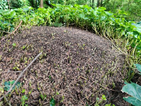 A zoomed-in shot of the anthill's top, including the trimmed ivy stalks around the hilltop.
