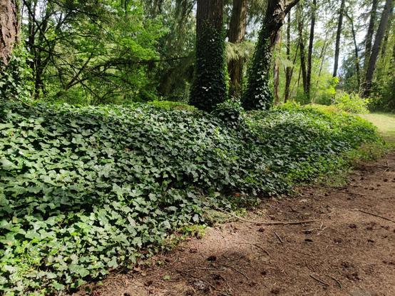 A low hill, covered in lush ivy.