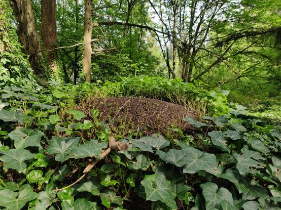 A zoomed-in shot of a section of the same ivy-covered hill, drawing one's attention to a bald section of it.