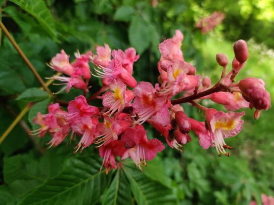 A big red flower growing on a deciduous tree.