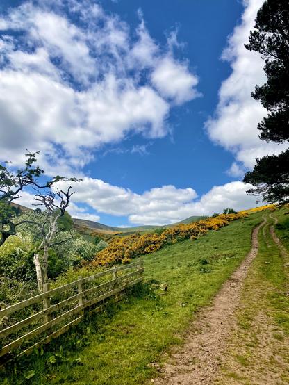 farm gate leading to a tractor tail lined with blooming gorse
