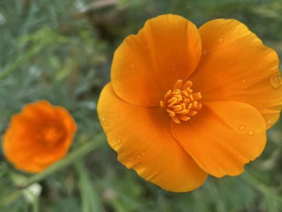 Two orange California poppies among green leaves. The flower closest to lens is in sharp focus. The rest is soft blur