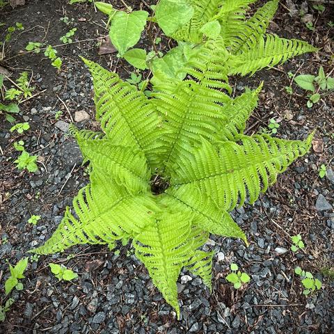 An ostrich fern grows out of rocky soil, covered with small black rocks.