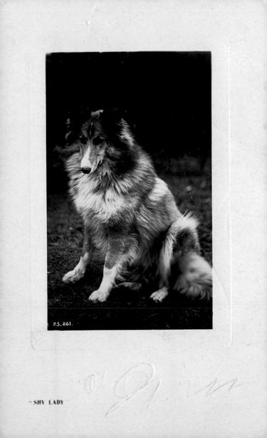 A black and white postcard of a beautiful rough-coated female collie.
