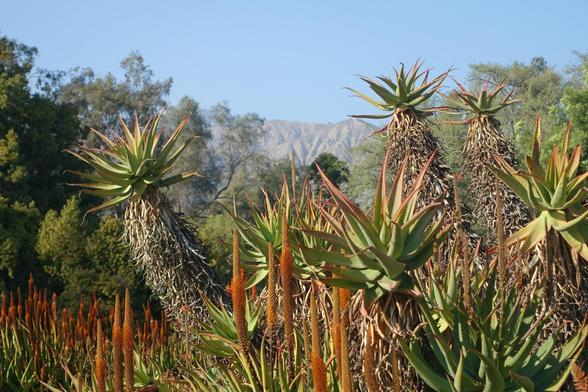 La végétation de l'Arboretum à Los Angeles avec les montagnes à l'horizon