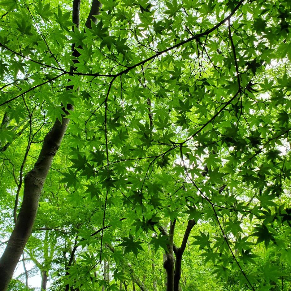 Young maple leaves at Gio-ji.