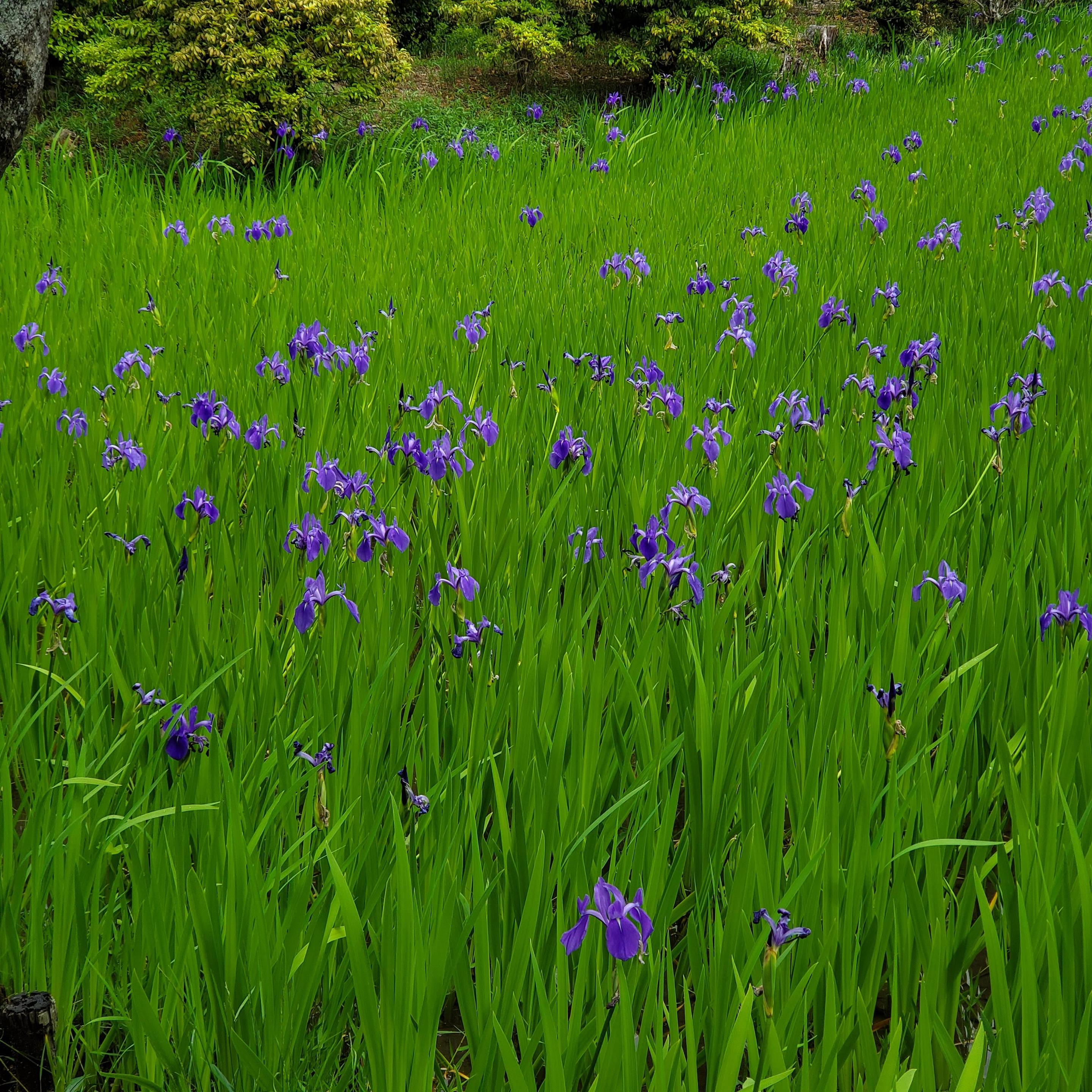 Irises bloom at Ota-jinja.