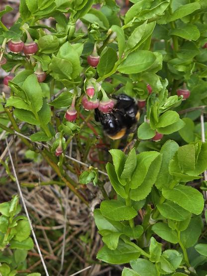 Eine Hummel sucht Nektar in Blaubeeren-Blüten.