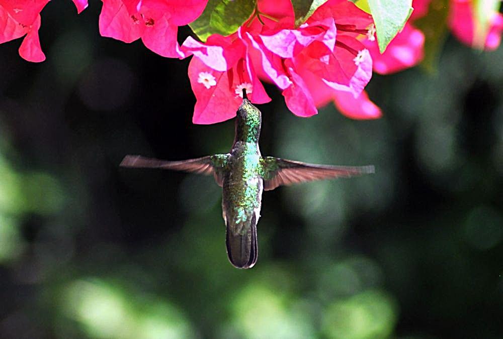 Images from my Photographic Artwork Portfolio can be purchased from my Pixels website at reasonable prices as prints or displayed on various products.

Hummingbirds are birds from the Americas that constitute the family Trochilidae. They are among the smallest of birds, most species measuring 7.5–13 cm in length.

#Photography  #FineArtPhotography #BuyIntoArt  #AYearForArt #print #photography #mastodon 

https://john-hughes-photographic.pixels.com/featured/hummingbird-john-hughes.html