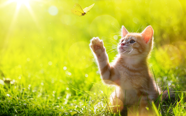 A kitten and a butterfly.  Awwwwww.  