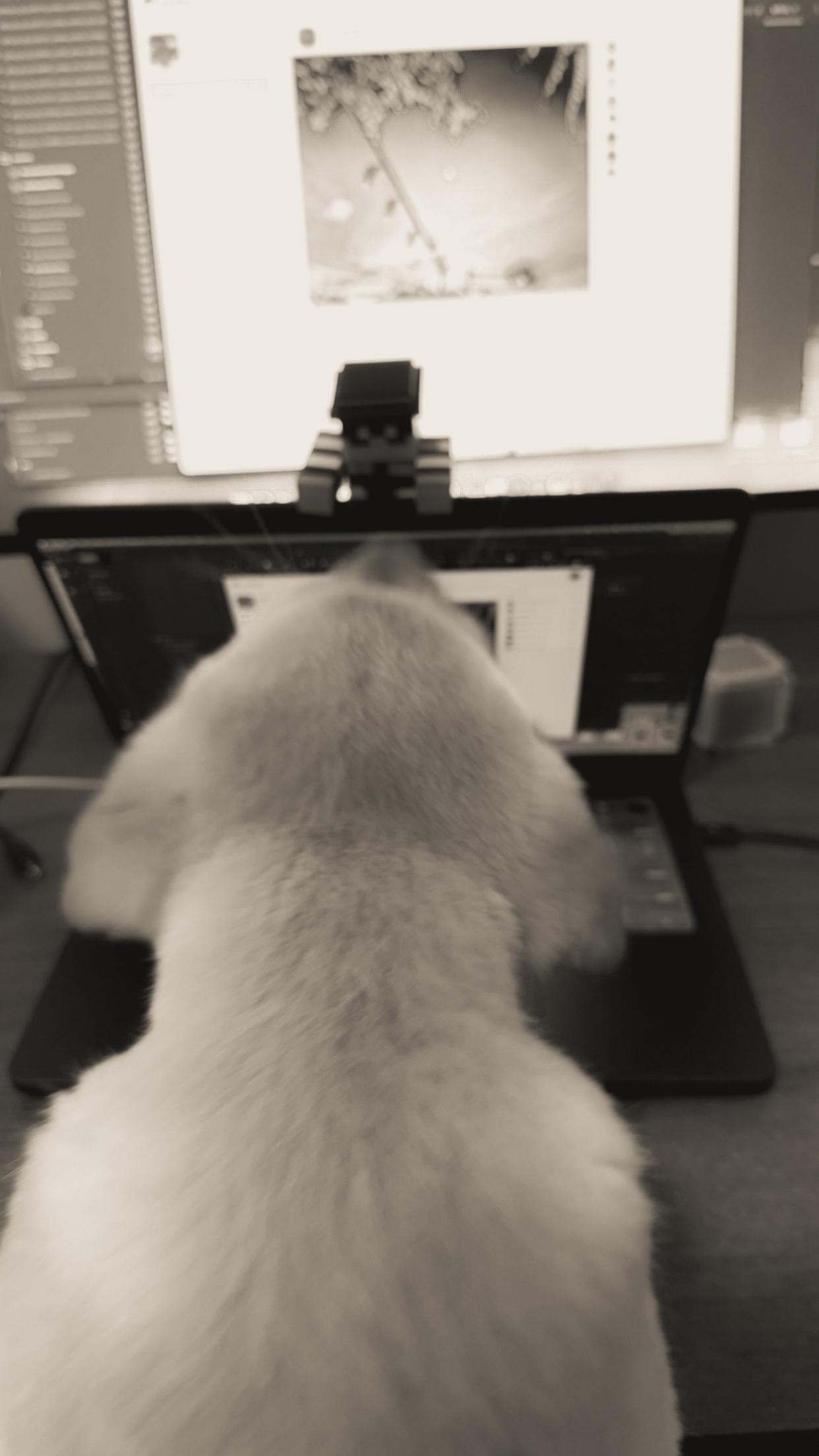 My doggo trying to code the new Pixelfed UI