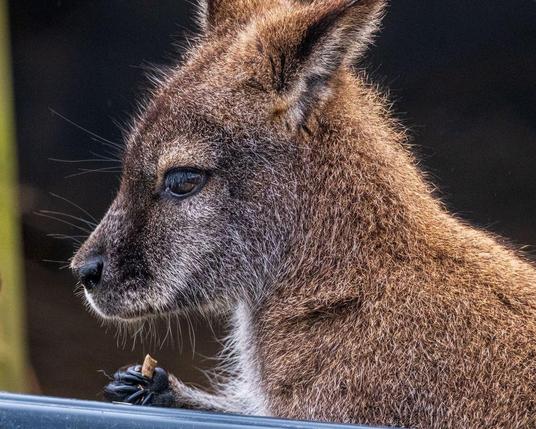 A close-up profile of a wallaby with brown fur and distinctive whiskers, showing its face and holding a food pellet.
