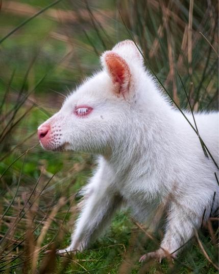 A rare albino wallaby with white fur, pink nose, ears, and eyes, seen in profile amid tall grass at the Wildwood Kent wildlife center in Canterbury. The animal’s distinctive features stand out against the natural green background