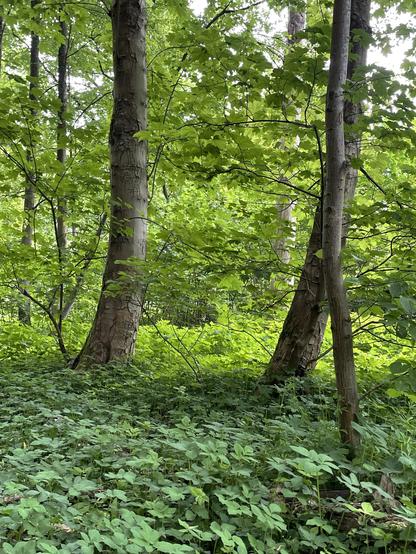 Dichter grüner Wald mit hohen Bäumen, grünen Ästen und dicker Bodenvegetation bei natürlichem Tageslicht.