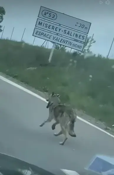 Le loup a été vu à quelques kilomètres seulement de Miserey-Salines, dans le Doubs.