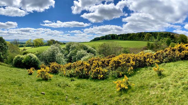 A lush glen with spring blossoms and blooming gorse. The sky is blue with fluffy clouds. A flat pasture with a man made tree line lies in the distance.