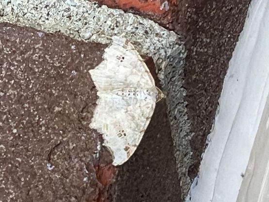 The peacock moth (Macaria notata, family Geometridae).