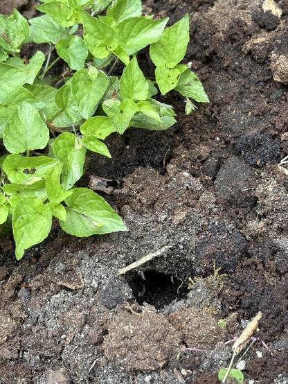 Foto van een bosviooltje met daarvoor een gat in de grond