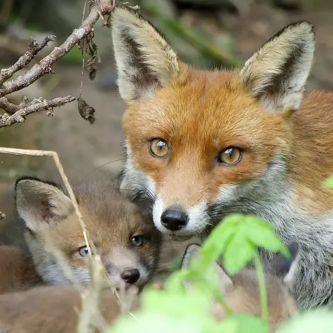 A mother fox and two of her cubs.