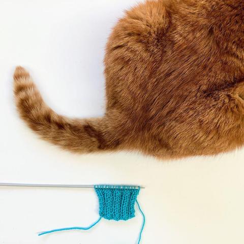 Flat lay view of a turquoise swatch on a gray knitting needle, on a white background. The backside of a large red cat is also visible.