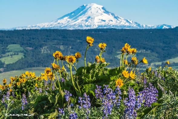 A Columbia Gorge Hike with snow topped volcanoes in the background and lupine and balsam root flowers in the foreground.