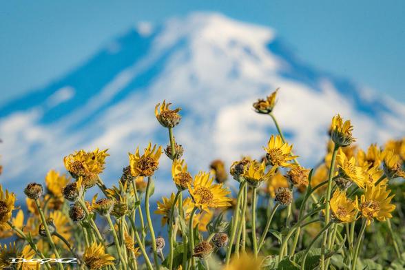 A Columbia Gorge Hike with snow topped volcanoes in the background and lupine and balsam root flowers in the foreground.