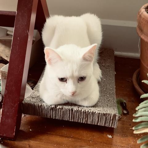 a white cat lies, deep in contemplation, on a cardboard at scratch thing on the floor 