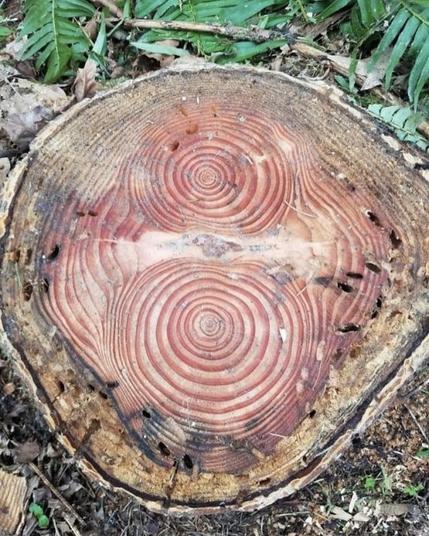 Cross section of a Hemel Douglas fir tree 