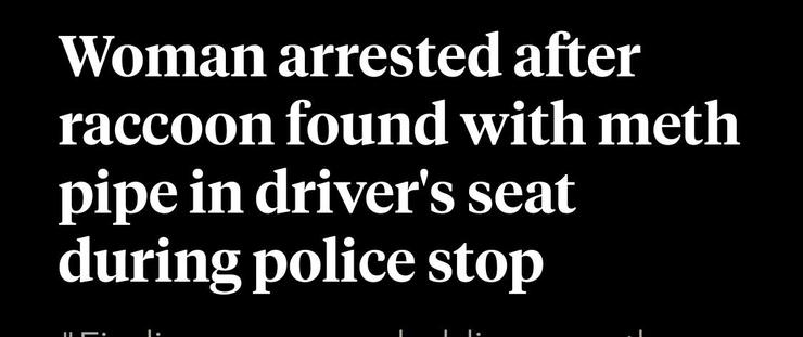 Screenshot of news headline. Headline reads: “Woman arrested after raccoon found with meth pipe in driver’s seat during police stop”