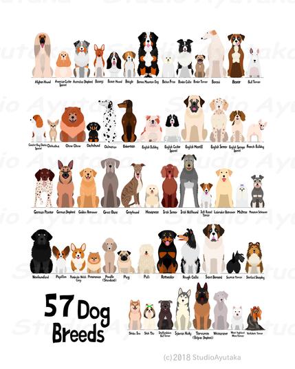a digital poster of dog breeds chart.