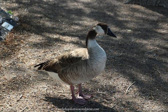 A Canadian and domestic goose hybrid. dark stripes on a white belly, a dark brown head with white large white spots on their cheeks, black bill with a white line where the bill meets the feathers.