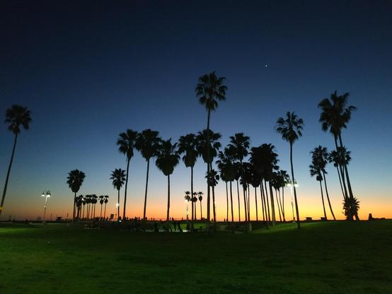 Le soleil se couche au bord de l'océan à Los Angeles derrière la végétation et les skateboarders