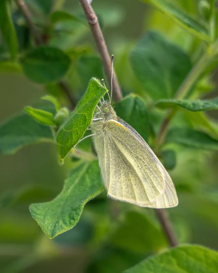 A close-up photograph of a small yellow-green moth perched on a leaf.
