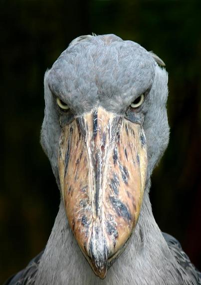 Portrait du bec-en-sabot du Nil