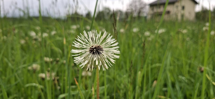 foto einer großen weißen pusteblume mitten in einer grünen hohen wiese. im hintergrund ist ein gelbes haus zu sehen