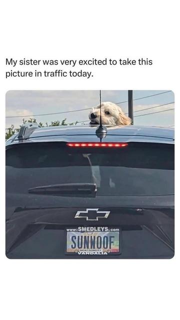 fluffy dog looks out of the car's sun roof - license plate says: "Sunwoof" ^_^