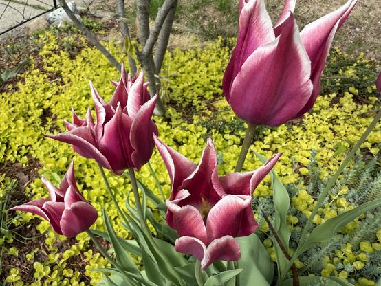A cluster of deep pink tulips with pointed petals and white edges bloom in a garden bed. The tulips are surrounded by a dense carpet of bright yellow ground cover, with a tree trunk and some other greenery visible in the background. The vibrant contrast between the flowers and the ground cover highlights the vivid colors of spring.