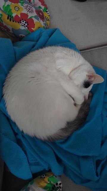 A white cat with a black spot in front of her right ear and a black tail with white rings lays curled up on a blue blanket. Her face is tucked in under her right paw. Her ear has pinkish hue showing through the white fur. The cat looks relaxed, sleeping peacefully.