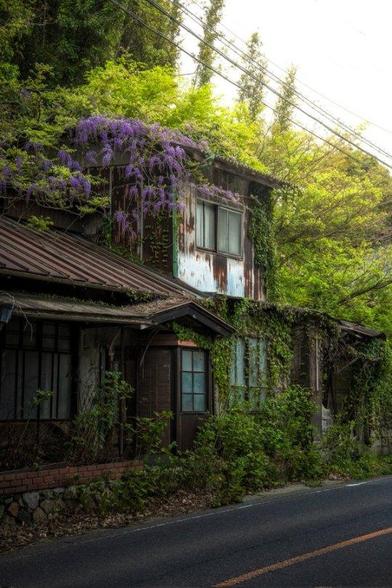 Wisteria blooming over an abandoned house in Japan.