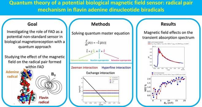 Quantum theory of a potential biological magnetic field sensor: Radical pair mechanism in flavin adenine dinucleotide biradicals. Computational and Structural Biotechnology Journal, DOI: https://doi.org/10.1016/j.csbj.2024.11.032