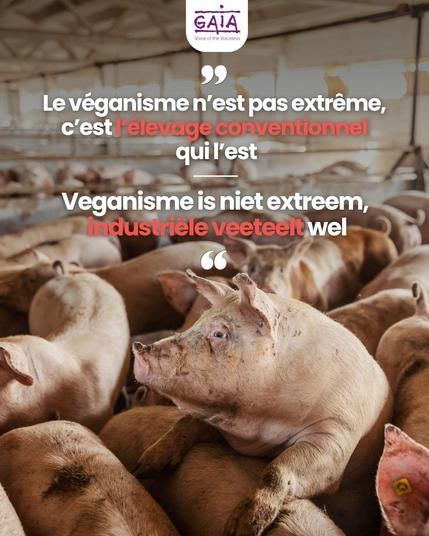 Pigs in their industrial environment: packed up together, barely room to move... in a closed shed with no natural light. One pig even holds him or herself on top of another pig because there isn't enough room...