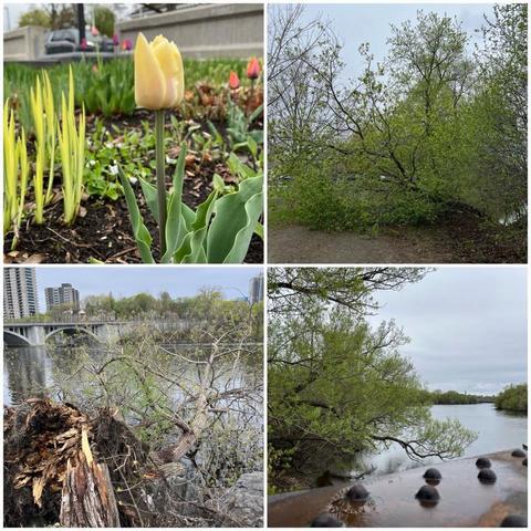 Grid of four photos:
1) Closeup of a yellow tulip by Rideau Hall.

2) A green tree fallen across a gravel pathway.

3) A huge tree that fell into the Rideau River with the Cummings bridge in the background. 

4) View of the Rideau River with one of the girders of the Old train bridge on the bottom of the frame. Trees line the shores under a grey sky.
