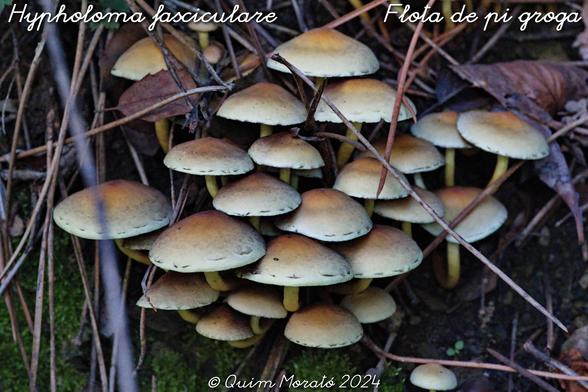 Hypholoma fasciculare. La flota de pi groga és una Estrofariàcia amb un capell de fins a 8 cm. Creix sobre soques i arrels d’arbres en grans grups compactes, com les manis de l’11 de setembre. Aquests bolets es veuen, sobretot, a la tardor, però si la humitat els deixa, poden treure el nas a qualsevol època de l’any. Els podem trobar a tot casa nostra, són molt comuns, sembla que a l’Alguer no fa prou humitat i no hi surten. Són verinosos, endrapar-los pot comportar greus problemes abdominals, fins i tot la mort; passa que s’ha de tenir molta gana, estar molt apurat, per poder-ne menjar prou com per a intoxicar-se ja que són amargants amb avarícia.